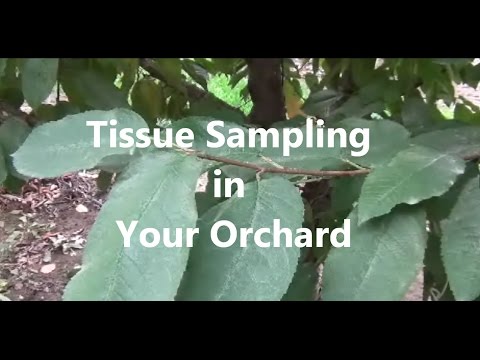 Marc Suderman #337  |  Tissue Sampling Instructions  |  Sampling the right leaves is important
