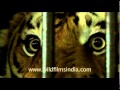 Caged Man Eater