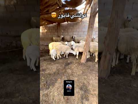 الفرق بين الفيرمة و المدينة⁩