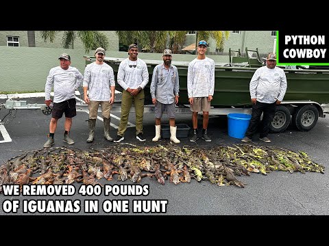We Took Out 400 Pounds of Invasive Iguanas In One Epic Hunt