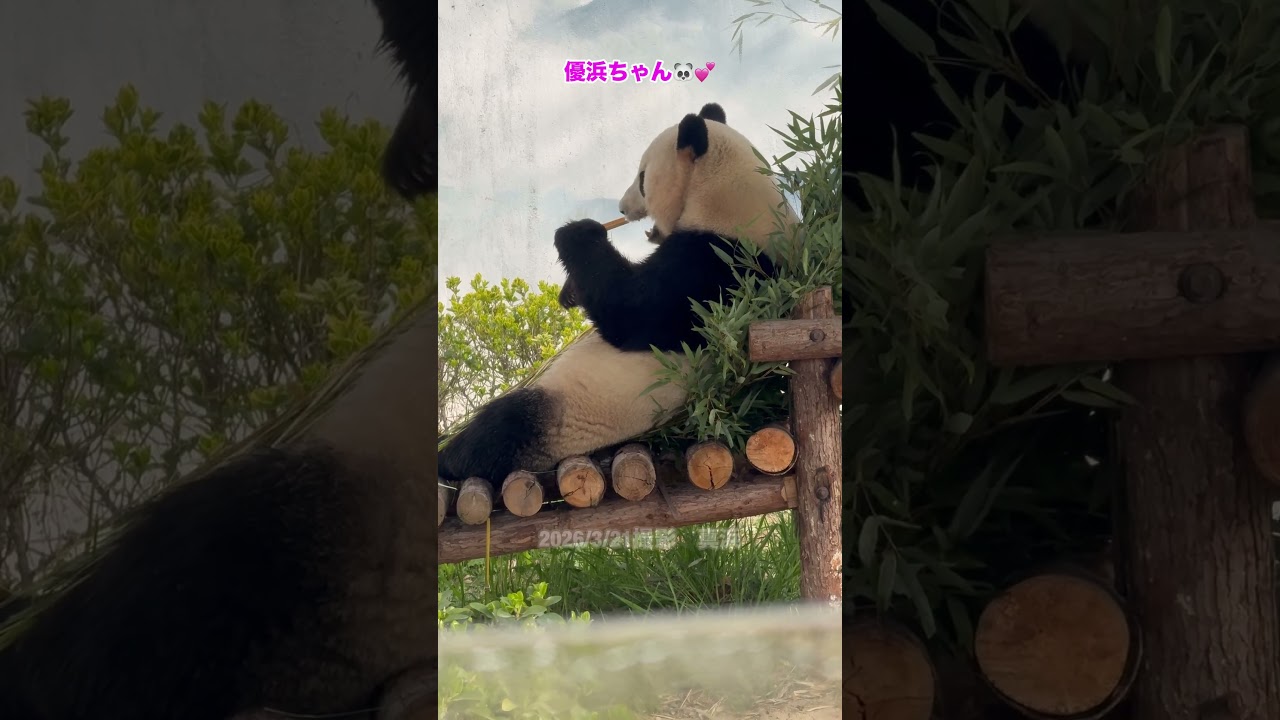 もぐもぐ優浜ちゃん🐼💕2026/3/21