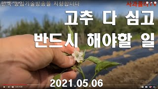 [고추재배] 고추 다 심고,