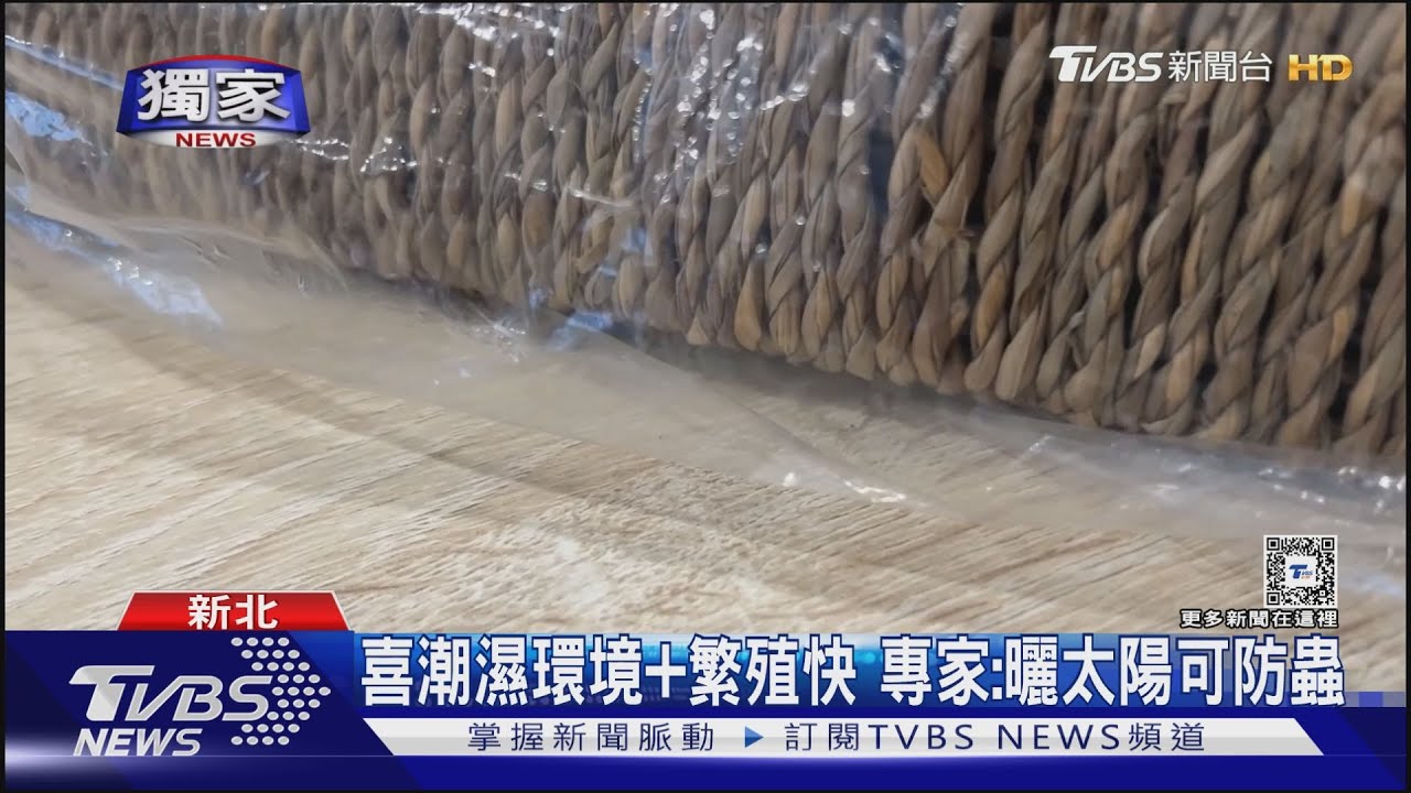 嚇!連鎖傢飾爆蟲蟲危機 置物籃藏「20隻黑蟲」