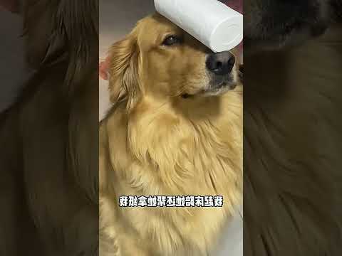 My Awesome Bathroom Buddy Tour ft. Golden Retriever