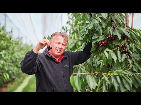 De Nederlandse kersen van Fruitpartners Blom voor DekaMarkt | Herkomst