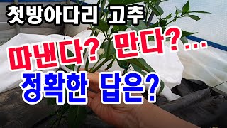 첫 방아다리 고추,따낸다? 만다?... 정확한 답은?  (고추 재배, 고추 심기, 고추 방아다리 정리,  첫…
