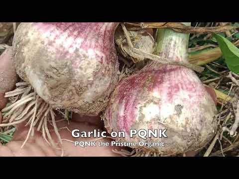 Video thumbnail: Garlic on PQNK, Multan
