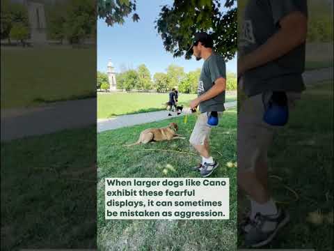 EXTREMELY Fear Aggressive Dog HELPED!