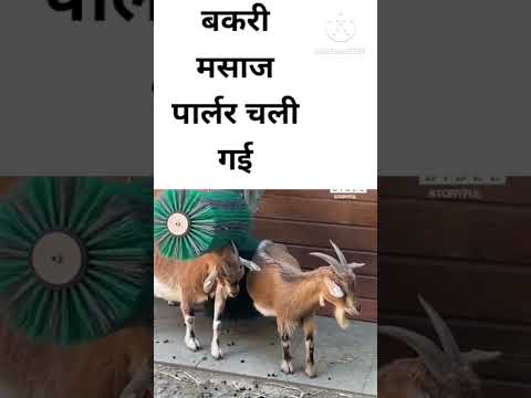 bakri ki massage #goat #shortsfeed