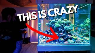Massive 400g Reef Tank Tour: Fully Stocked!