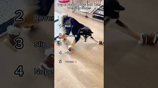 Download lagu Top 5 Funny Dogs and Cats Wearing Shoes mp3