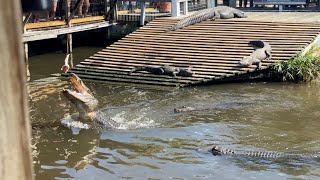 Gatorland Orlando Tour & Review Florida