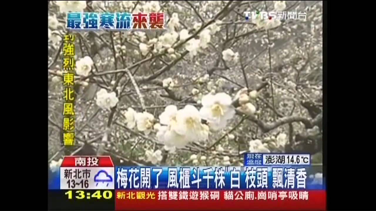 梅花開了!風櫃斗千株「白」枝頭 飄清香