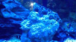 preview picture of video 'Maroon Clownfish Hosting Bubble Tip Anemone'