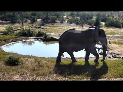 Djuma: Lone bull elephant - nicknamed Darryl - 06/01/18
