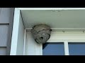 Bald-Faced Hornets Nest Right Above the Garage in Cliffwood, NJ