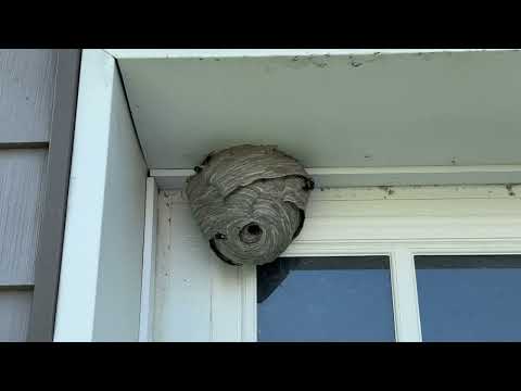 Bald-Faced Hornets Nest Right Above the Garage in Cliffwood, NJ