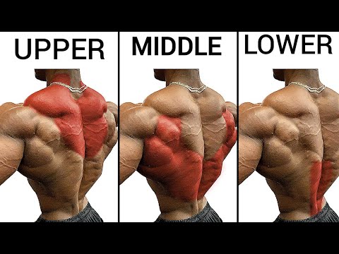 Top 4 Upper Back Middle Back and Lower Back Exercises - Back