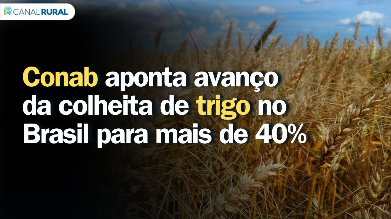 Trigo: Conab aponta avanço da colheita no Brasil para mais de 40%