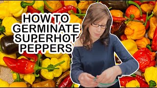 How To Germinate Superhot Pepper Seeds! | How To Grow Superhot Pepper Seeds!