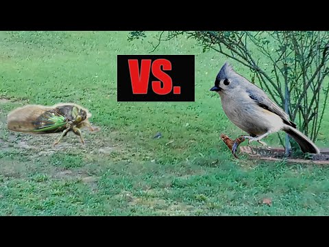 BIRD VS CICADA (GREAT AUDIO)