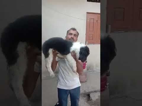 Dog for sale+91 99893 18348