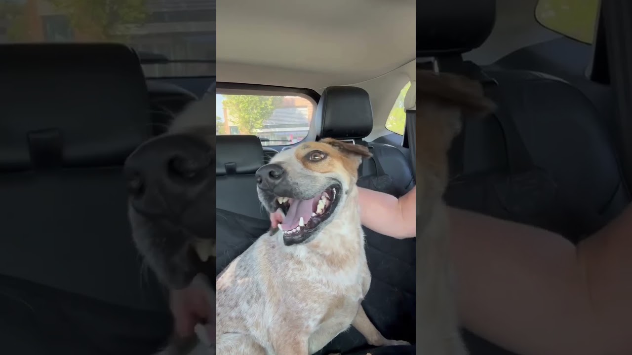 Enlarge Whitney, a Adoptable mixed breed in Kansas City, MO video 4/5