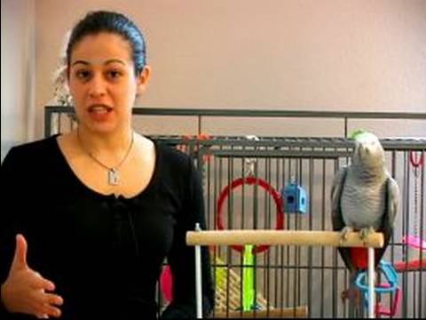How to Train a Parrot : How to Potty Train a Parrot