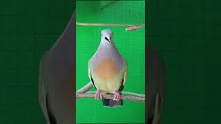 Download lagu Suara Burung Punai Jantan mp3