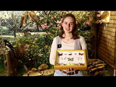 Heimische Arten: Tiere im Winter - Teil 1