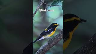 Download lagu sikatan emas #birds #thebirdsonggroup #burung #birdsong #kicaumania mp3 Download lagu sikatan emas #birds #thebirdsonggroup #burung #birdsong #kicaumania mp3