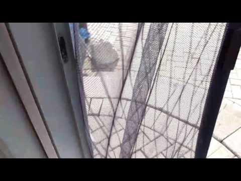 Midleton's new friend