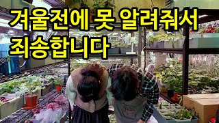 겨울에 제라늄을 건강하게 키우는 너무나 쉬운 방법!(제라늄 초보자는 꼭 보세요)
