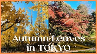 東京の紅葉🍁明治神宮外苑 いちょう並木｜小石川後楽園【Trip vlog】TOKYO, JAPAN