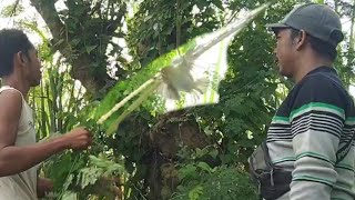 Download lagu Cara pikat prenjak merah versi ARIF CHANEL ampuh banget. liat sendiri buktinya mp3