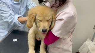 - Golden retriever puppy Bisuke to vaccination for the third time・・・