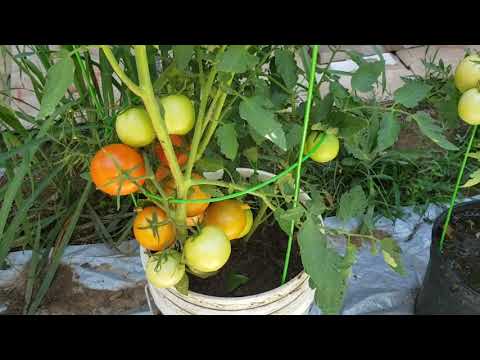 , title : 'Cách trồng cây cà chua trong chậu, cho nhiều trái🍅🍅🍅🍅🍅'