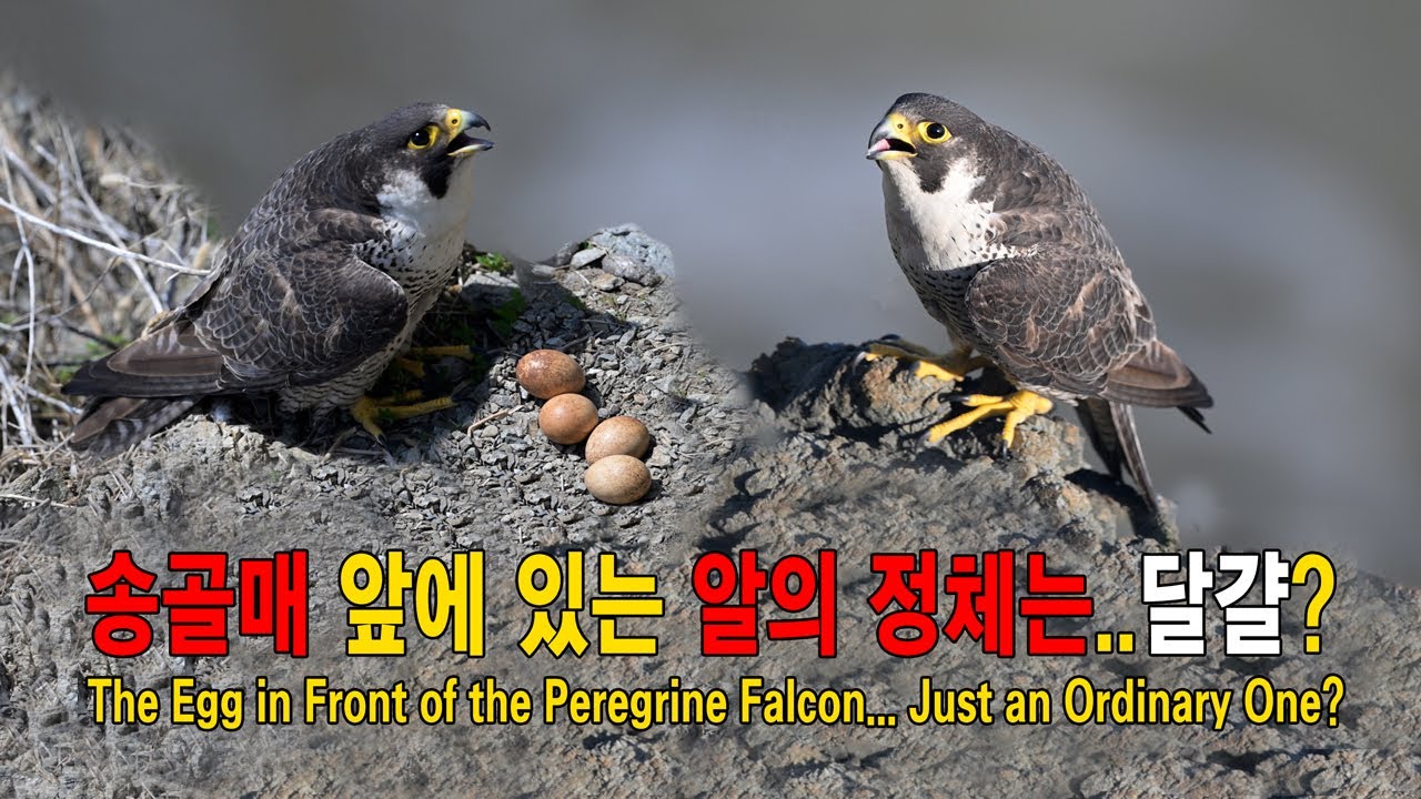 송골매 유튜브 썸네일