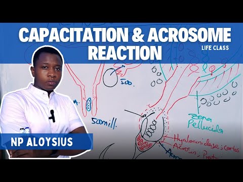 ACROSOME REACTION|CAPACITATION