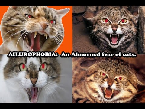 How to overcome Ailurophobia - An Abnormal fear of cats