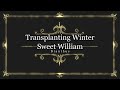 Transplanting Winter Sweet William