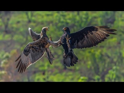 Incredible Footage of Black Eagle Aggression