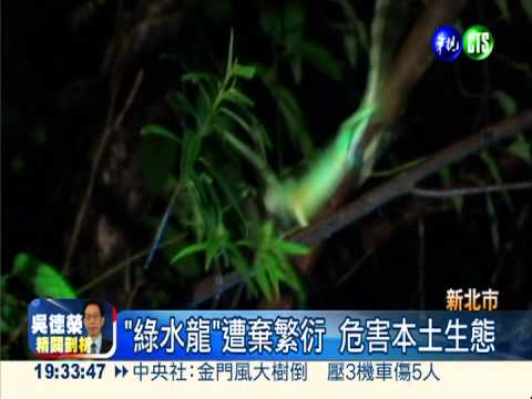 "綠水龍"入侵危生態 新北要鏟除