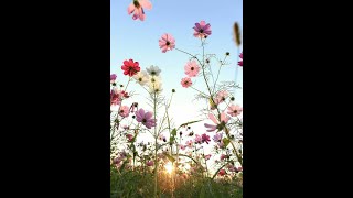 neil young - till the morning comes - stereo remix