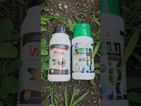 Vivan (Azoxystrobin 4.8% + Chlorothalonil 40% SC) Systemic and Contact Fungicide