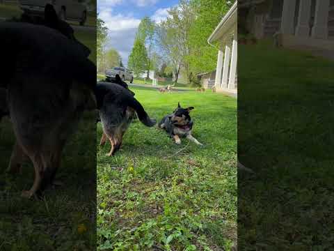 Feliz, an adopted Australian Cattle Dog / Blue Heeler in Adamstown, MD_image-1