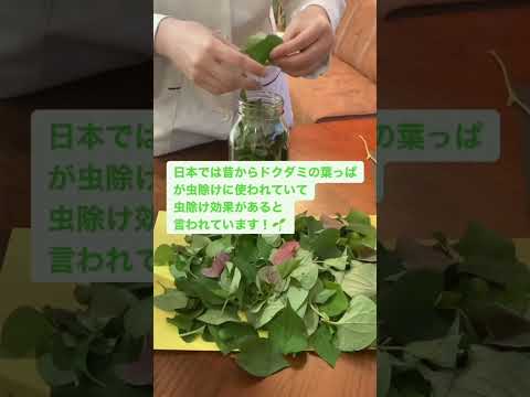 医学科 どくだみで化粧水、虫除け、お茶作り🎵