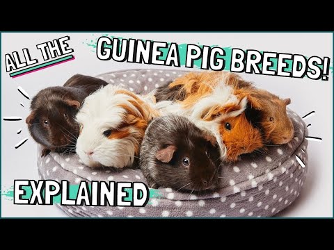 Guinea Pig Breeds Explained! Which Breed Are Your...