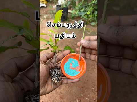 செம்பருத்தி செடி பதியம் 🌺| Hybiscus cutting propagation 🌺#shortsfeed #shorts #hybiscus