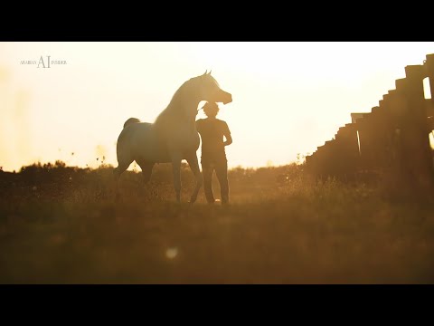 🔸 ARRAAB ALJASSIMYA 🔸 - (Al Ayal AA x Om El Aisha Aljassimya)